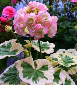 New Fresh Plantas 100% Real import Geranium Flores Perennial bonsai Flower Planten Pelargonium plants potted for Garden Decorat