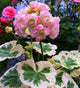New Fresh Plantas 100% Real import Geranium Flores Perennial bonsai Flower Planten Pelargonium plants potted for Garden Decorat