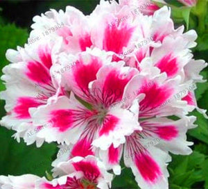New Fresh Plantas 100% Real import Geranium Flores Perennial bonsai Flower Planten Pelargonium plants potted for Garden Decorat