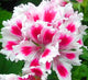 New Fresh Plantas 100% Real import Geranium Flores Perennial bonsai Flower Planten Pelargonium plants potted for Garden Decorat