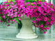 Genuine!200pcs hanging petunia bonsai melissa original flower plant perennial flowers for home garden pot planting petunia