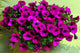 Genuine!200pcs hanging petunia bonsai melissa original flower plant perennial flowers for home garden pot planting petunia
