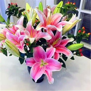 102pcs Lily Bulbs ,Lilium Bulbs, Flower Bulbs Perennials,Lelies Exotic Indoor Plants Flower Bulbs Garden Bulbos De Flores