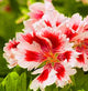 New Fresh Plantas 100% Real import Geranium Flores Perennial bonsai Flower Planten Pelargonium plants potted for Garden Decorat