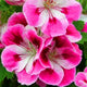 New Fresh Plantas 100% Real import Geranium Flores Perennial bonsai Flower Planten Pelargonium plants potted for Garden Decorat