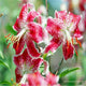 102pcs Lily Bulbs ,Lilium Bulbs, Flower Bulbs Perennials,Lelies Exotic Indoor Plants Flower Bulbs Garden Bulbos De Flores