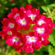 New Fresh Plantas 100% Real import Geranium Flores Perennial bonsai Flower Planten Pelargonium plants potted for Garden Decorat