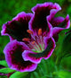 New Fresh Plantas 100% Real import Geranium Flores Perennial bonsai Flower Planten Pelargonium plants potted for Garden Decorat