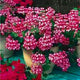 New Fresh Plantas 100% Real import Geranium Flores Perennial bonsai Flower Planten Pelargonium plants potted for Garden Decorat