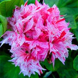 New Fresh Plantas 100% Real import Geranium Flores Perennial bonsai Flower Planten Pelargonium plants potted for Garden Decorat