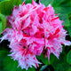 New Fresh Plantas 100% Real import Geranium Flores Perennial bonsai Flower Planten Pelargonium plants potted for Garden Decorat