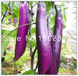 200 pcs Purple round eggplant Bonsai,Organic vegetable, Flower Potted Plant Garden Fruit And Vegetables Bonsai for Home Garden