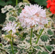 New Fresh Plantas 100% Real import Geranium Flores Perennial bonsai Flower Planten Pelargonium plants potted for Garden Decorat