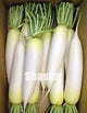 200 PCS White Radish plants Vegetable Juicy And Nutritious Early Spring Radish plants for Garden Perennial Non-GMO Plant Pot