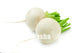 200 PCS White Radish plants Vegetable Juicy And Nutritious Early Spring Radish plants for Garden Perennial Non-GMO Plant Pot