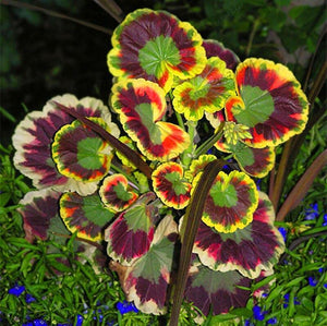 New Fresh Plantas 100% Real import Geranium Flores Perennial bonsai Flower Planten Pelargonium plants potted for Garden Decorat
