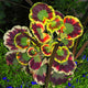 New Fresh Plantas 100% Real import Geranium Flores Perennial bonsai Flower Planten Pelargonium plants potted for Garden Decorat