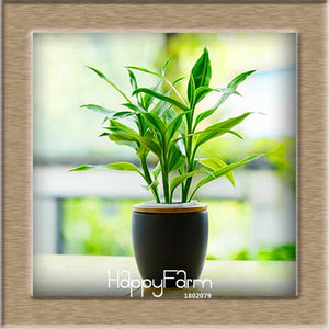 Loss Promotion!6 Kinds Lucky Bamboo Choose Potted bonsai Variety Complete Dracaena garden the Budding Rate 95%, 100 plant/Bag,#P