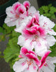 New Fresh Plantas 100% Real import Geranium Flores Perennial bonsai Flower Planten Pelargonium plants potted for Garden Decorat