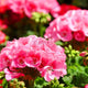 New Fresh Plantas 100% Real import Geranium Flores Perennial bonsai Flower Planten Pelargonium plants potted for Garden Decorat