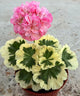 New Fresh Plantas 100% Real import Geranium Flores Perennial bonsai Flower Planten Pelargonium plants potted for Garden Decorat