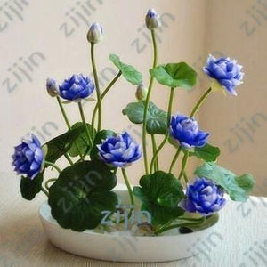 Oiko Store  Army Green bonsai flower lotus flower for summer 100% real Bowl lotus pots Bonsai garden plants 5pcs/bag