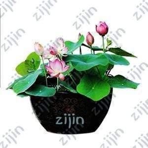 Oiko Store  Blue bonsai flower lotus flower for summer 100% real Bowl lotus pots Bonsai garden plants 5pcs/bag