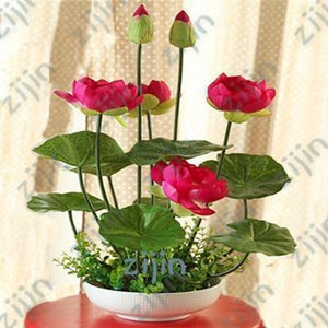 Oiko Store  bonsai flower lotus flower for summer 100% real Bowl lotus pots Bonsai garden plants 5pcs/bag