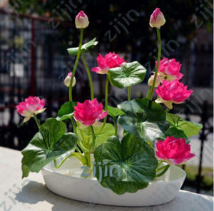 Oiko Store  bonsai flower lotus flower for summer 100% real Bowl lotus pots Bonsai garden plants 5pcs/bag