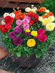 Bonsai Plants 100 Pcs Ranunculus Asiaticus Flower Mixed Corful Flower Pot for Home Garden DIY Persian Buttercup Flower Plant
