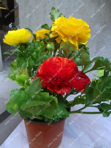 Bonsai Plants 100 Pcs Ranunculus Asiaticus Flower Mixed Corful Flower Pot for Home Garden DIY Persian Buttercup Flower Plant