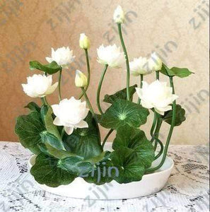 Oiko Store  Brown bonsai flower lotus flower for summer 100% real Bowl lotus pots Bonsai garden plants 5pcs/bag