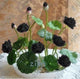 Oiko Store  Burgundy bonsai flower lotus flower for summer 100% real Bowl lotus pots Bonsai garden plants 5pcs/bag