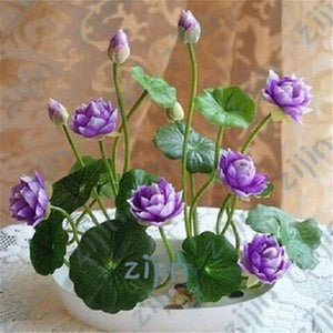 Oiko Store  Chocolate bonsai flower lotus flower for summer 100% real Bowl lotus pots Bonsai garden plants 5pcs/bag