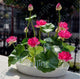 Oiko Store  Clear bonsai flower lotus flower for summer 100% real Bowl lotus pots Bonsai garden plants 5pcs/bag