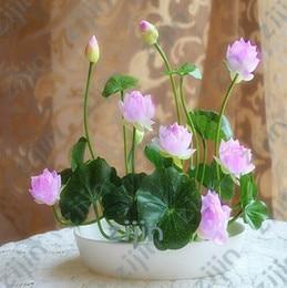 Oiko Store  Dark Khaki bonsai flower lotus flower for summer 100% real Bowl lotus pots Bonsai garden plants 5pcs/bag