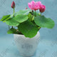 Oiko Store  Deep Blue bonsai flower lotus flower for summer 100% real Bowl lotus pots Bonsai garden plants 5pcs/bag