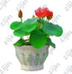 Oiko Store  Green bonsai flower lotus flower for summer 100% real Bowl lotus pots Bonsai garden plants 5pcs/bag