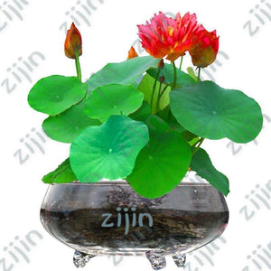 Oiko Store  Light Green bonsai flower lotus flower for summer 100% real Bowl lotus pots Bonsai garden plants 5pcs/bag