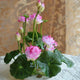 Oiko Store  Light Grey bonsai flower lotus flower for summer 100% real Bowl lotus pots Bonsai garden plants 5pcs/bag
