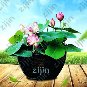 Oiko Store  Light Yellow bonsai flower lotus flower for summer 100% real Bowl lotus pots Bonsai garden plants 5pcs/bag