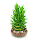 Loss Promotion!6 Kinds Lucky Bamboo Choose Potted bonsai Variety Complete Dracaena garden the Budding Rate 95%, 100 plant/Bag,#P