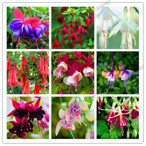 Loss Promotion!Purple Double Petals Fuchsia flores Bonsai Potted Flower plantas Indoor Plants Flowers For Home Garden Decoration