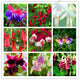 Loss Promotion!Purple Double Petals Fuchsia flores Bonsai Potted Flower plantas Indoor Plants Flowers For Home Garden Decoration