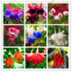 Loss Promotion!Purple Double Petals Fuchsia flores Bonsai Potted Flower plantas Indoor Plants Flowers For Home Garden Decoration