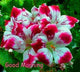 New Fresh Plantas 100% Real import Geranium Flores Perennial bonsai Flower Planten Pelargonium plants potted for Garden Decorat