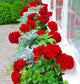 New Fresh Plantas 100% Real import Geranium Flores Perennial bonsai Flower Planten Pelargonium plants potted for Garden Decorat