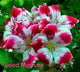 New Fresh Plantas 100% Real import Geranium Flores Perennial bonsai Flower Planten Pelargonium plants potted for Garden Decorat