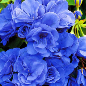 New Fresh Plantas 100% Real import Geranium Flores Perennial bonsai Flower Planten Pelargonium plants potted for Garden Decorat