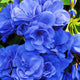 New Fresh Plantas 100% Real import Geranium Flores Perennial bonsai Flower Planten Pelargonium plants potted for Garden Decorat